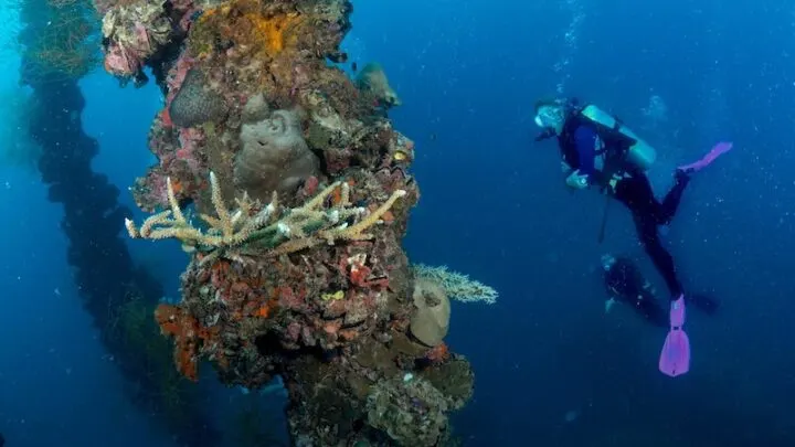 Everything you need to know about Scuba Diving in Palau