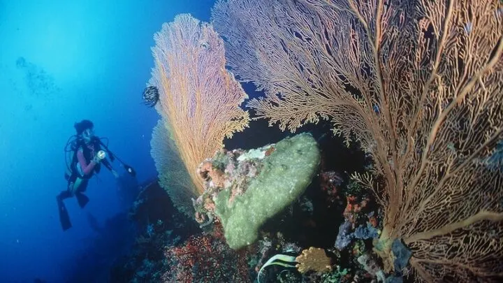 Scuba Diving in Samoa