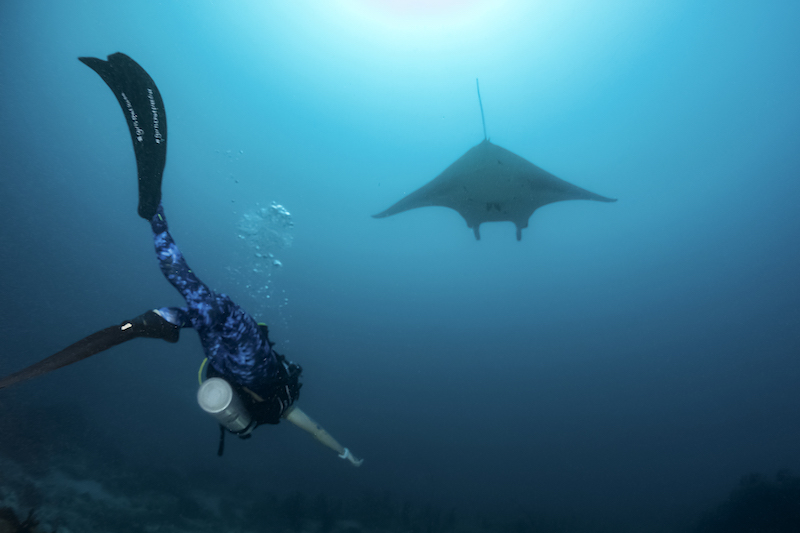 Scuba diving Maldives Liveaboards, Local Islands, Resorts costs and info