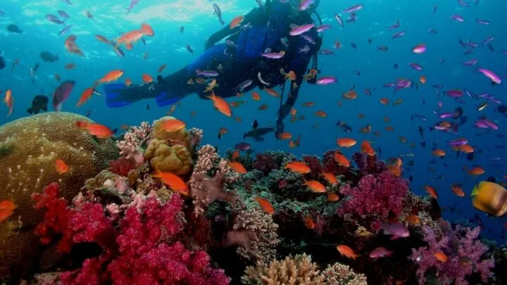 Scuba diving in Fiji