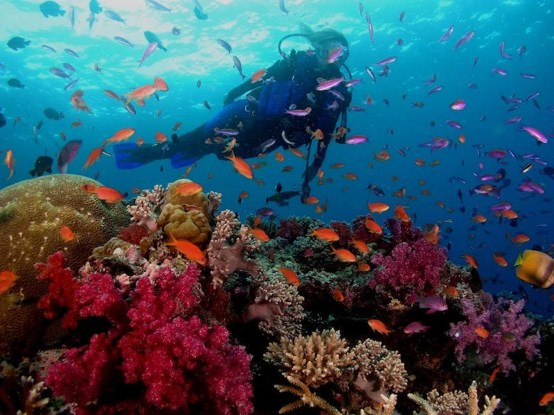 Woman scuba diving on colourful reef in Fiji