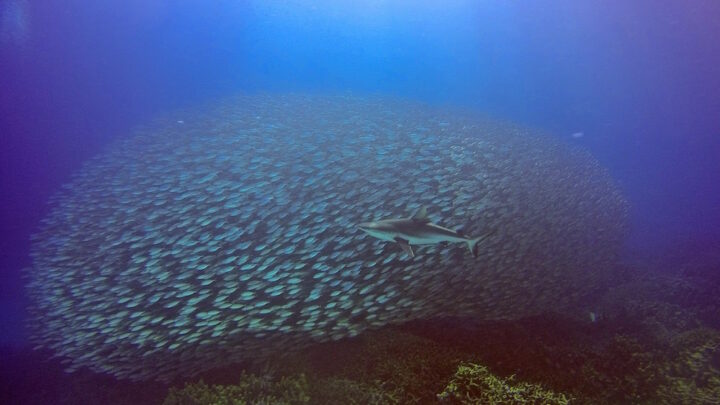 Scuba diving in Kosrae