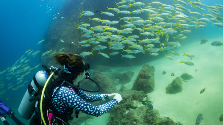 Scuba diving in Los Cabo, Mexico