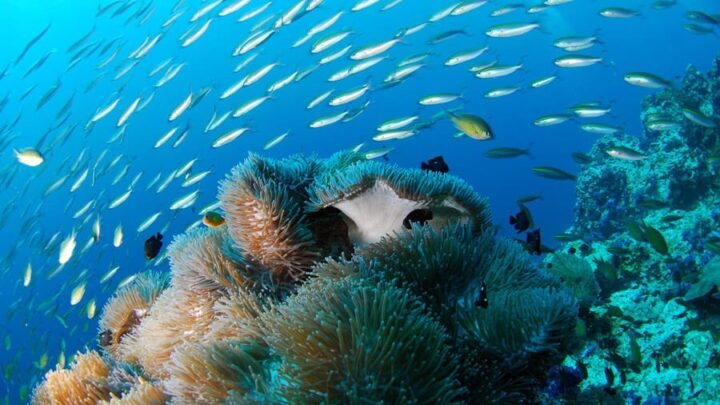 Scuba diving in Mexico