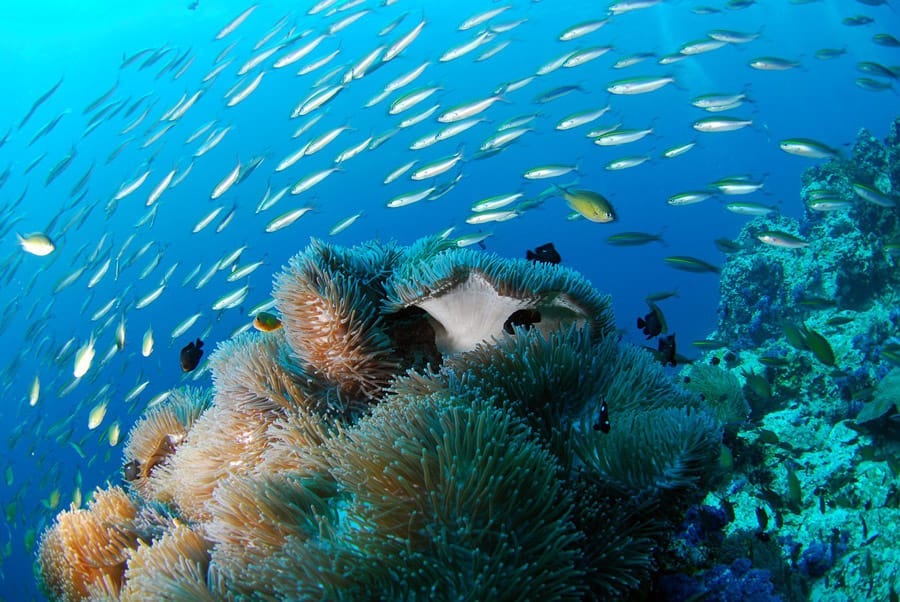 Scuba diving in Mexico Where to dive on each coast