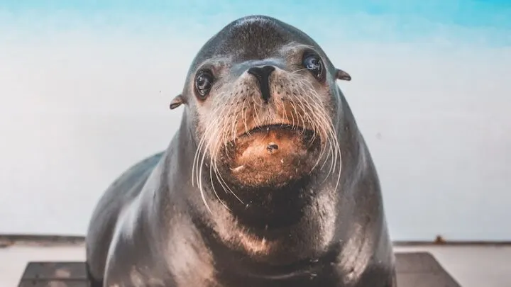 Scuba diving in the Galapagos