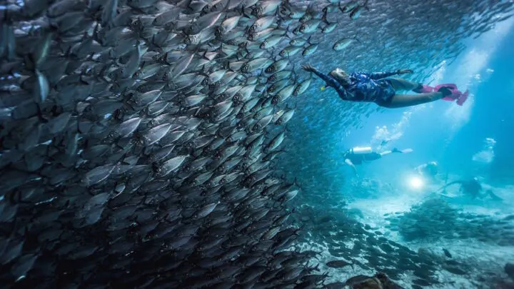 Scuba diving in Raja Ampat