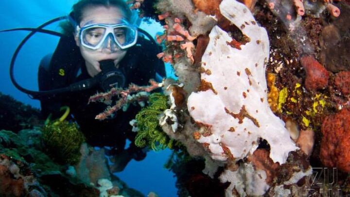 best diving in philippines