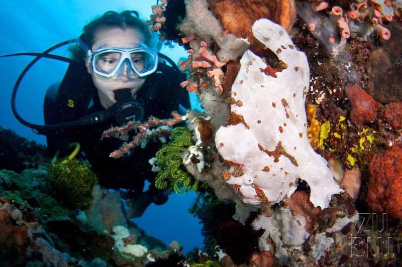 Top Diving Destinations in the Philippines