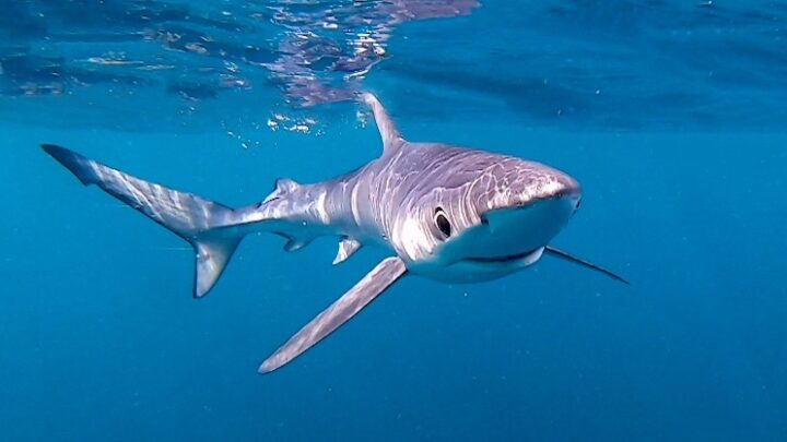 blue shark swimming uk