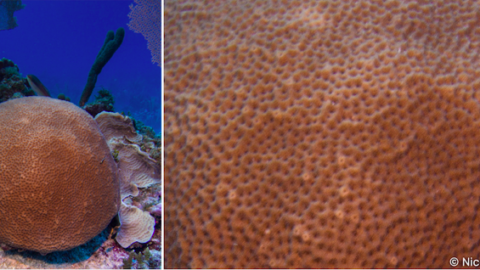 Coral Education: 5 Corals you can find in the Caribbean