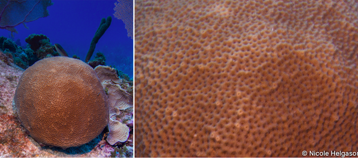 coral in Caribbean ocean