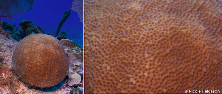 coral-in-Caribbean-ocean.png