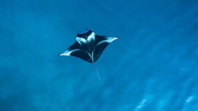Manta ray swimming in bright blue water seen from above 