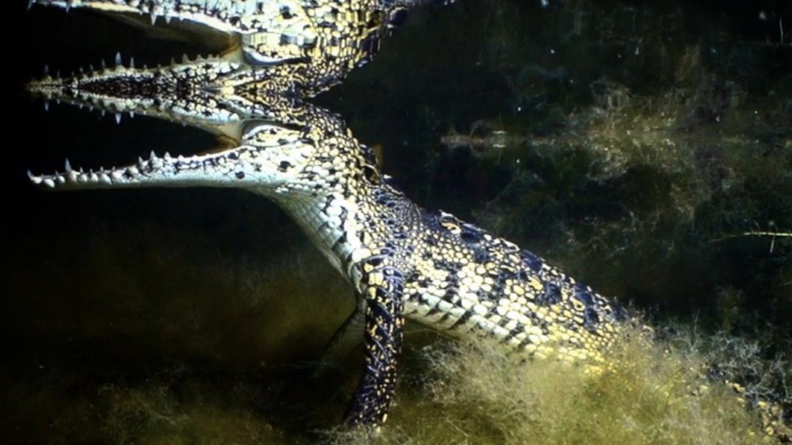 Night diving with crocodiles in Mexico