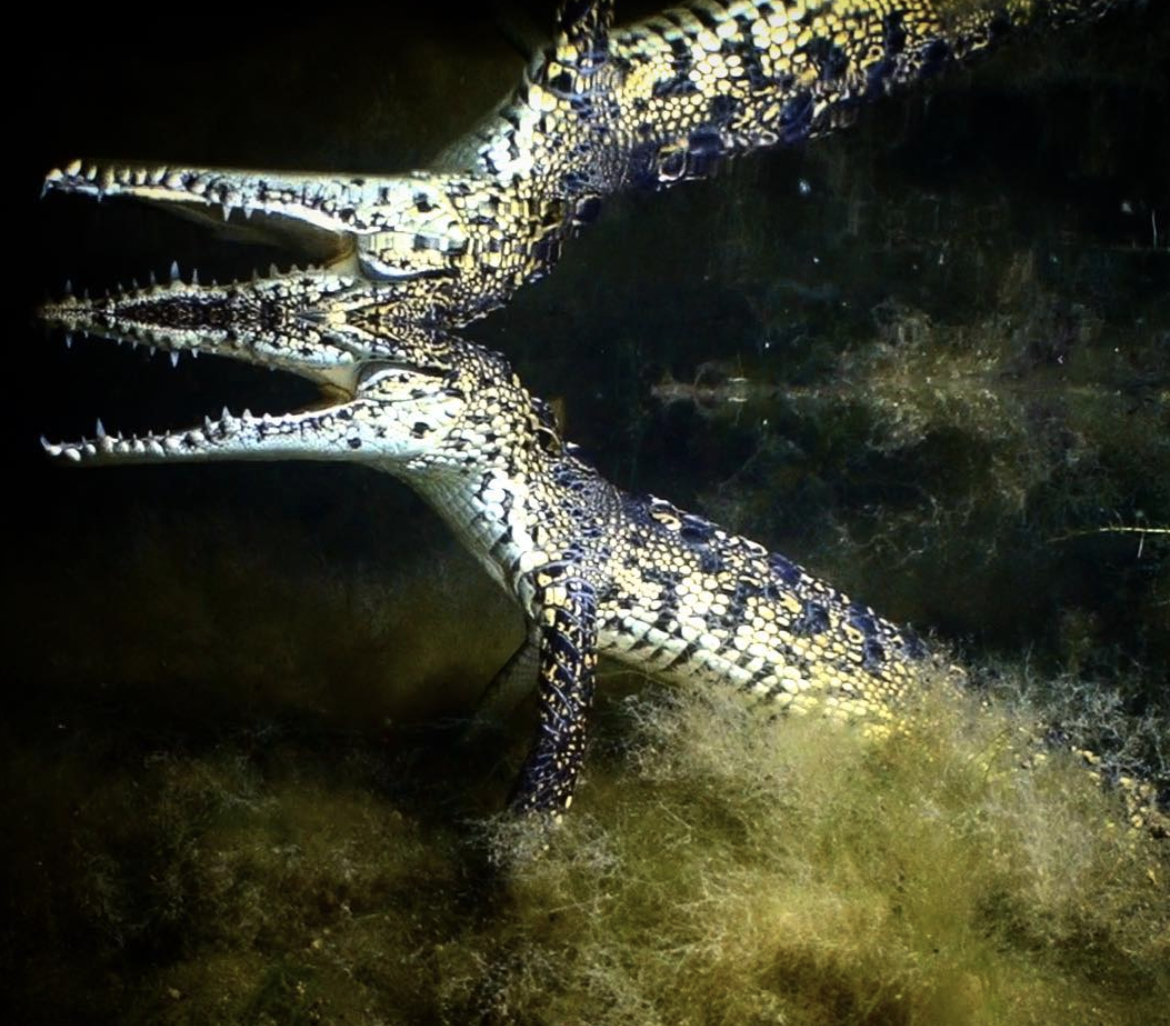 Night diving with crocodiles in Mexico