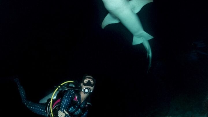 night diving in maldives