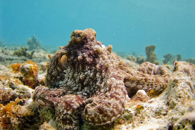 Octopus on a reef in Bonaire in the Dutch Caribbean