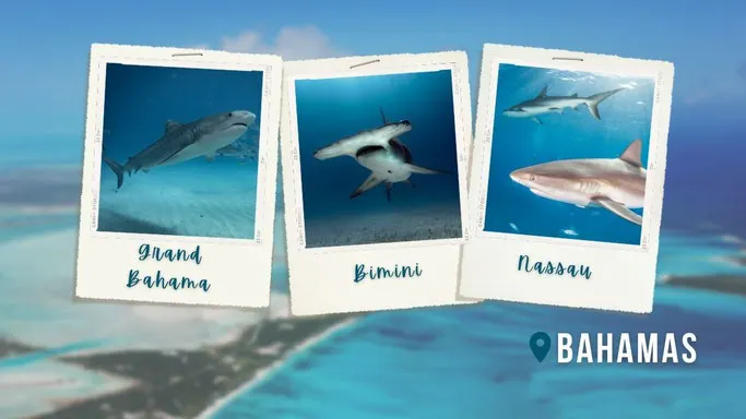 Polaroid images show a tiger shark, a great hammerhead shark, and a Caribbean reef shark all photographed whilst scuba diving in the Bahamas