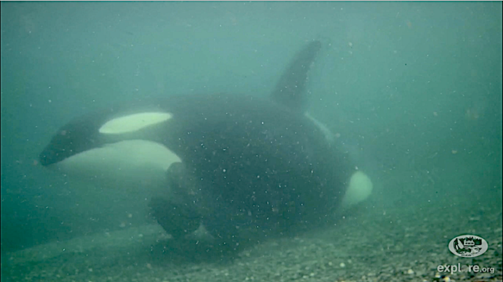 researching orcas canada orcalab