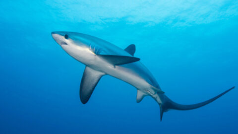 The Best places to scuba dive with sharks in Asia