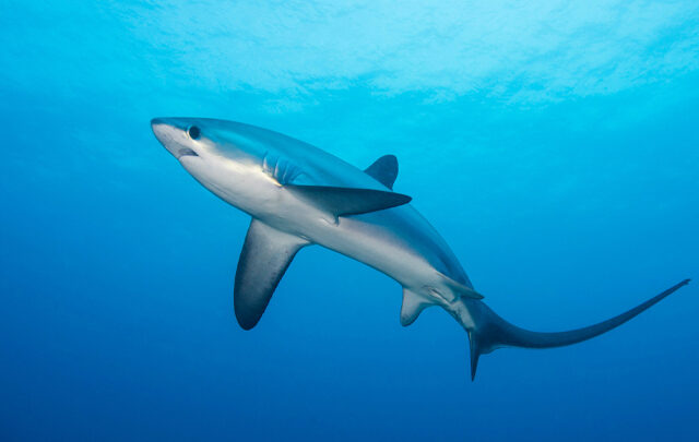 scuba dive with sharks in Asia