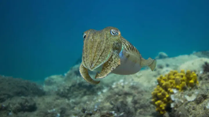 scuba diving balkans