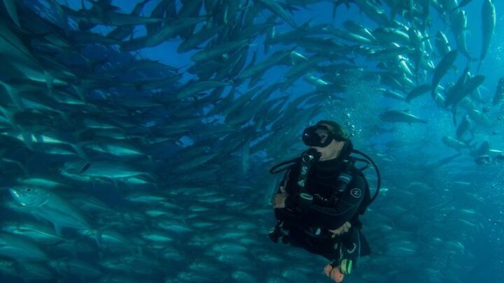 scuba diving cabo pulmo