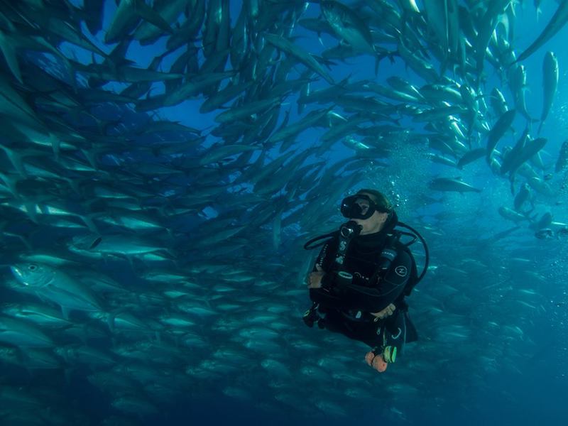 Best Dive Scuba Dive Sites in Cabo Pulmo, Mexico