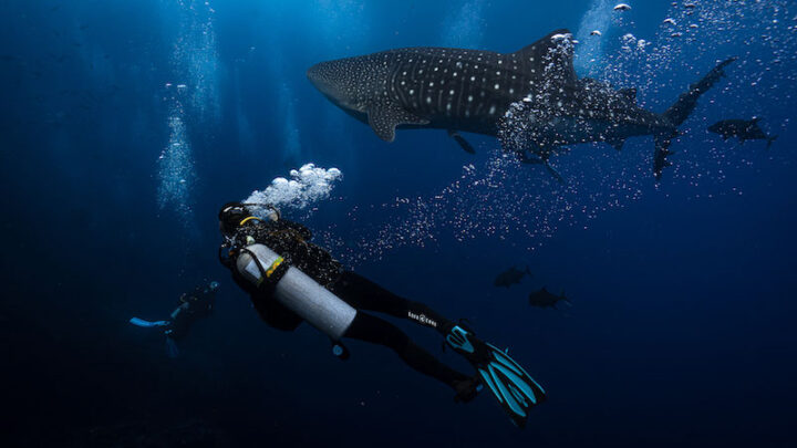 Scuba Diving in Costa Rica and Cocos Island