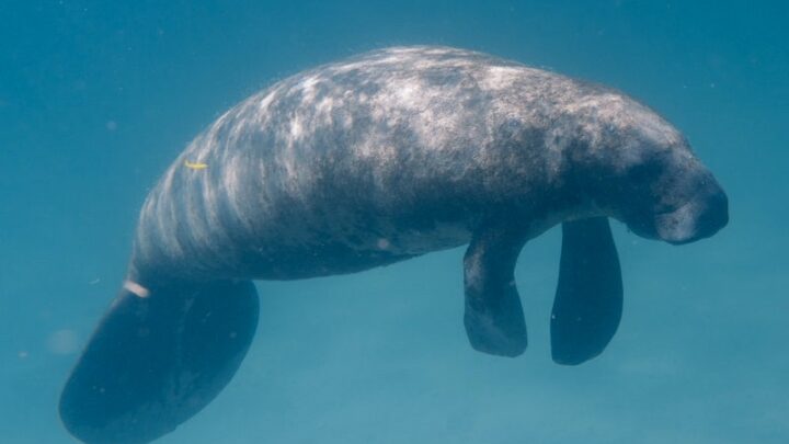 Scuba Diving Florida Springs