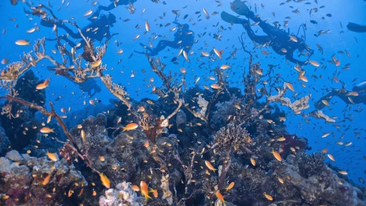 scuba diving in Dahab