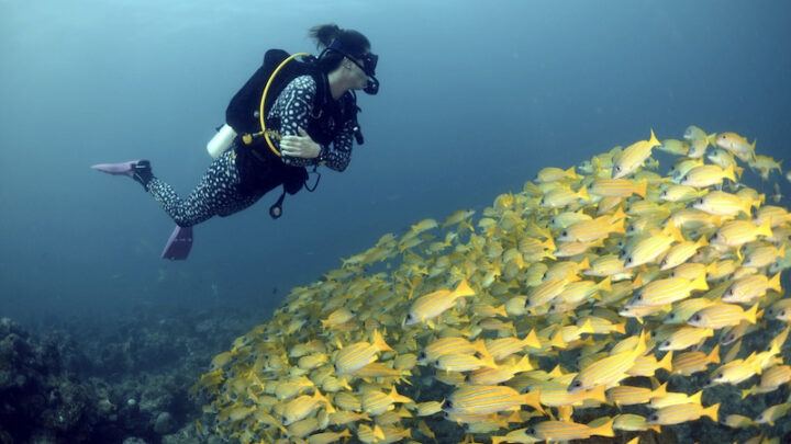 Top tips for scuba diving in currents