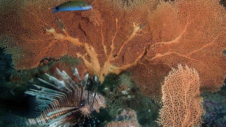 Scuba diving in Pondicherry, India