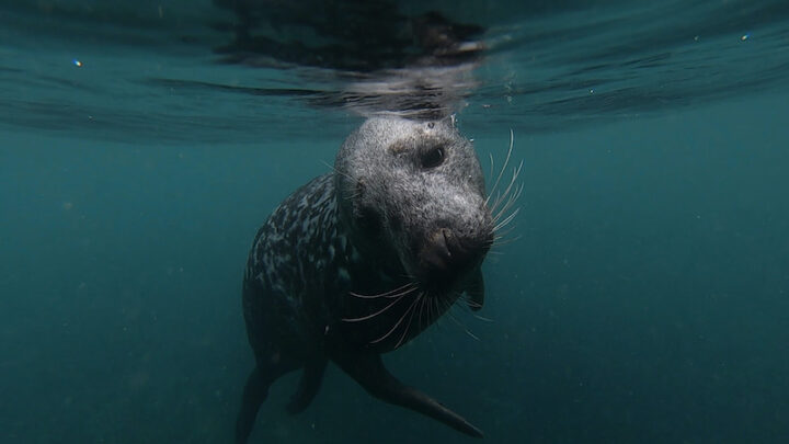 scuba diving lundy island