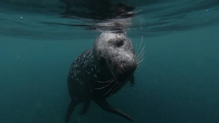 scuba diving lundy island