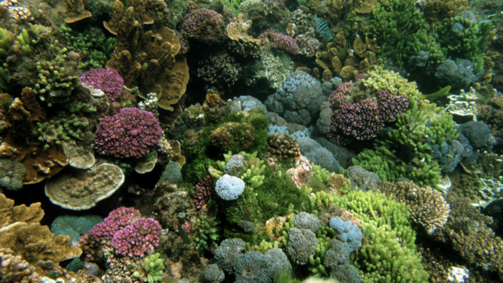 scuba diving new south wales