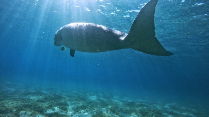 Where to dive with Dugongs (sea cows) in Marsa Alam, Egypt