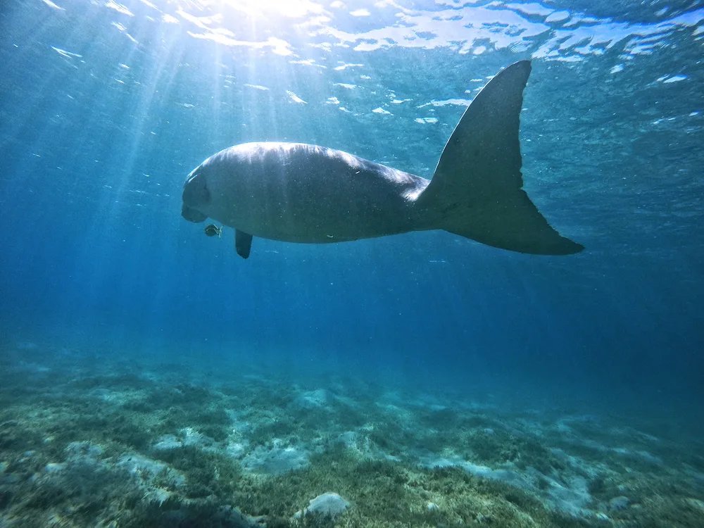 A dugong in shallow, clear, blue water, taken whilst scuba diving.