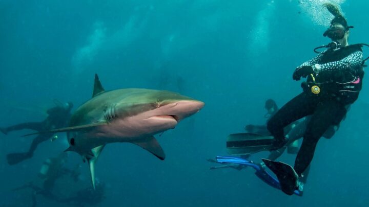 Shark diving in Florida – what you need to know