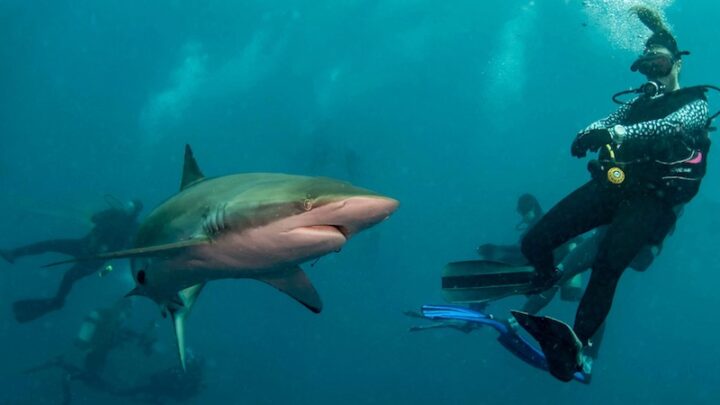 shark diving florida