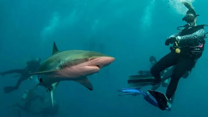 shark diving florida