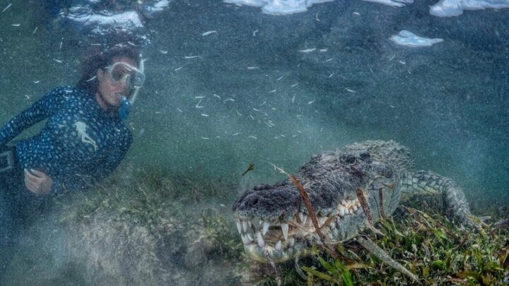 swimming with crocodiles