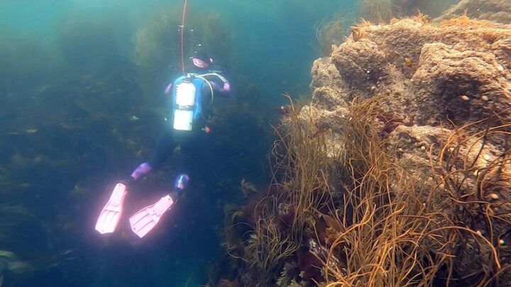 Scuba diving in England: Talland Bay, Cornwall