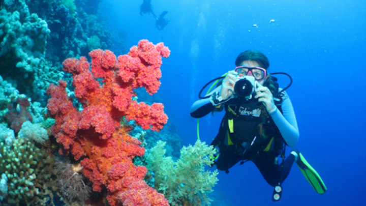 10 Starter tips to get the best underwater photos