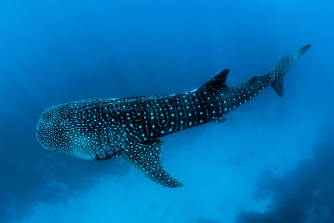 Whale sharks can be seen whilst scuba diving in Roatan in the Caribbean