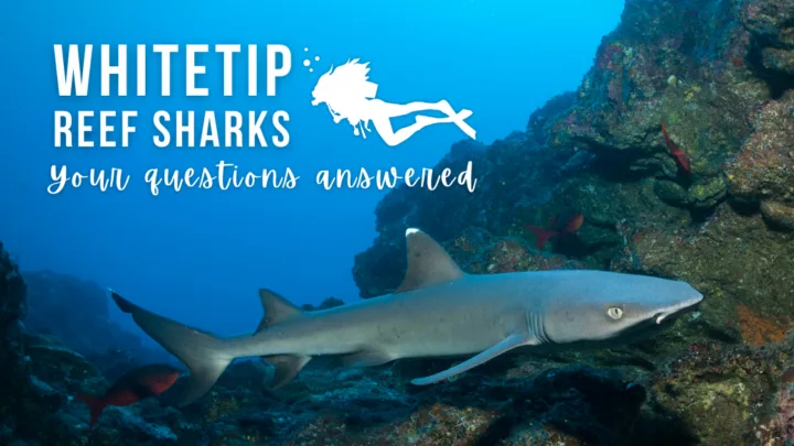 whitetip reef shark facts