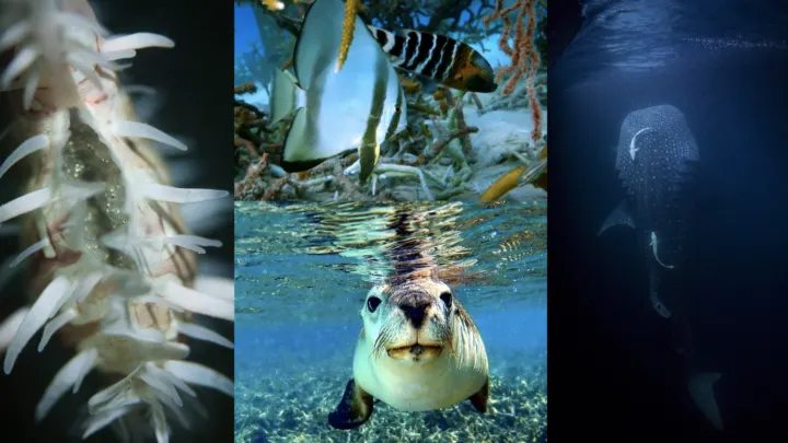winners underwater photo competition
