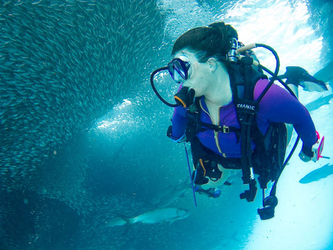 Woman scuba diving alongside a bait ball of small silver fish being chased by tarpons in St Croix, Caribbean