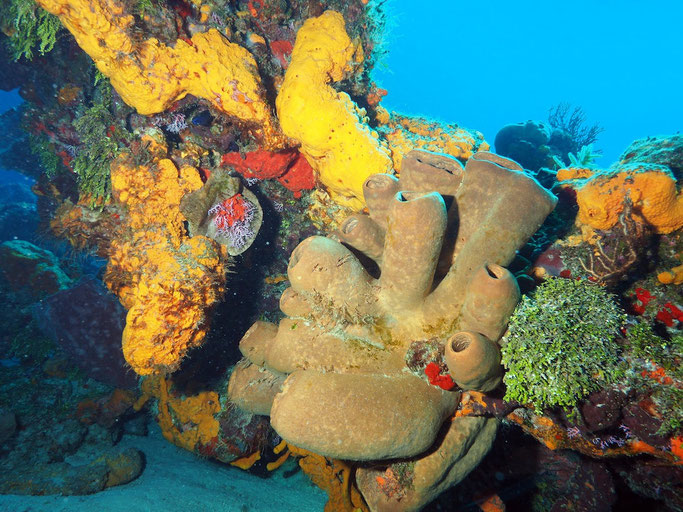 Yellow, orange, green, red, purple and brown sponges seen underwater whilst scuba diving in Cozumel in the Caribbean